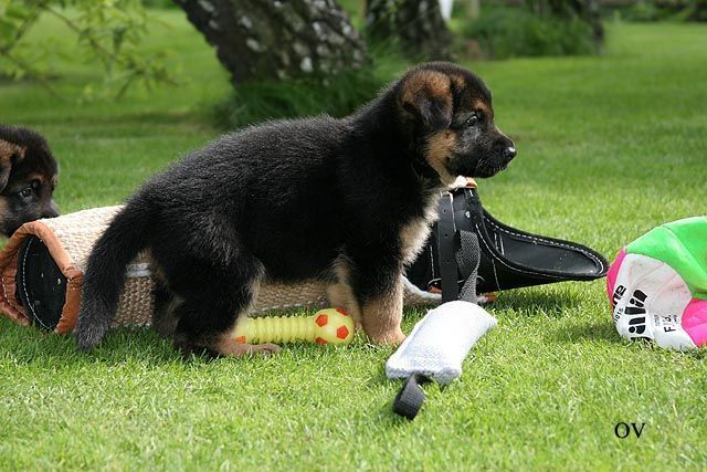 En hund trenger å bli sosialisert som en valp.