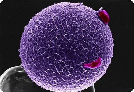 egg