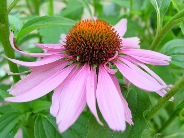 Echinacea for forkjølelse kan hjelpe, styrke immuniteten, og kan ikke ha noen effekt på kroppen. 