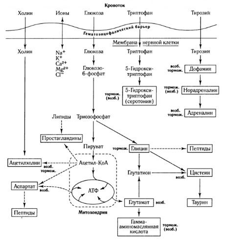 Veier for mediatorutveksling og blod-hjerne-barrierens rolle i metabolismen (ifølge: Shepherd, 1987)