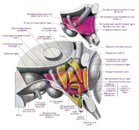 Område av hypothalamus av venstre hjernehalvdel av hjernen.  Store hypotalamuskjerne