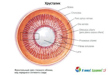 Krystallinsk linse. Strukturen til den krystallinske linsen.