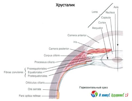 Krystallinsk linse. Strukturen til den krystallinske linsen.