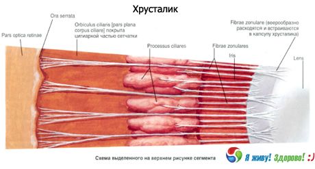 Krystallinsk linse. Strukturen til den krystallinske linsen.