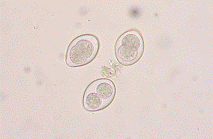 Coccidia - kausjonsmidler av coccidioidosis