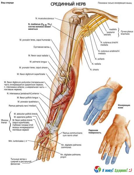 Median nerve