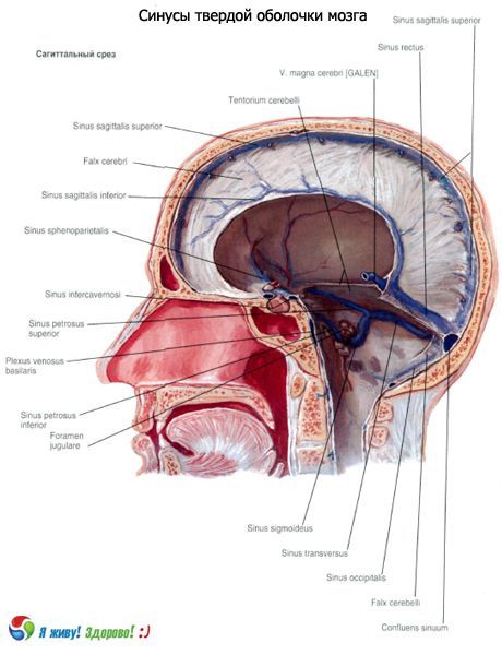 Sinuser (bihuler) av den faste membran i hjernen