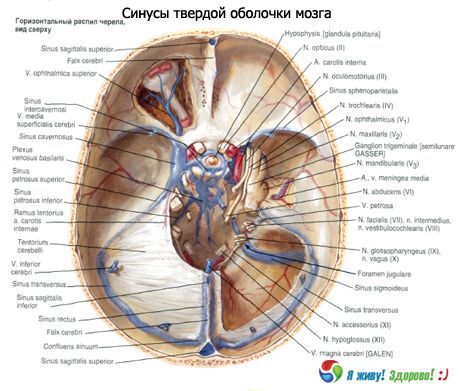 Sinuser (bihuler) av den faste membran i hjernen