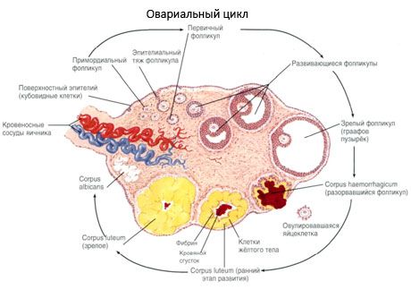 Oogenesen.  Menstruasjonssyklus