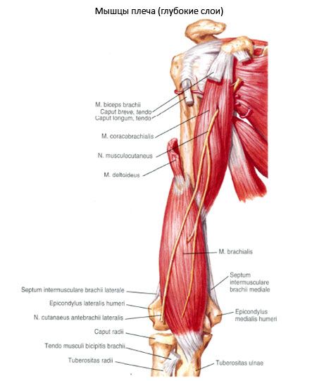 Biliær-humeralis muskel (m.coracobrachialis)