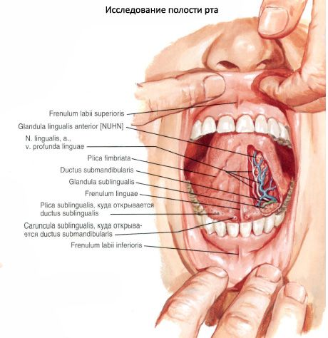 Sublingual spyttkjertel