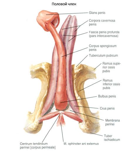 Seksuell penis (penis)