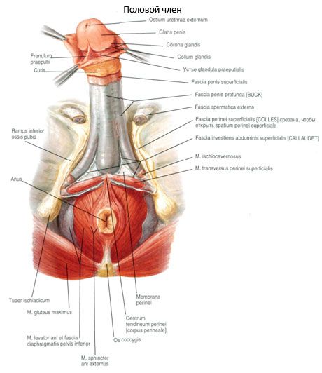 Seksuell penis