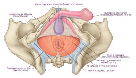 Perineum i en mann