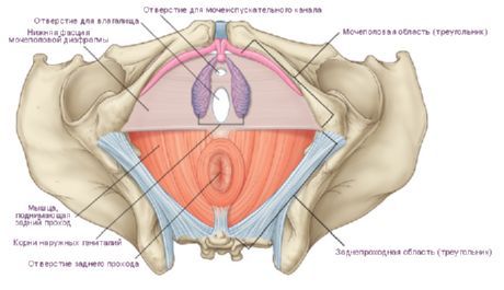 Perineum i en kvinne