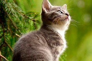 giardia symptomer katt)