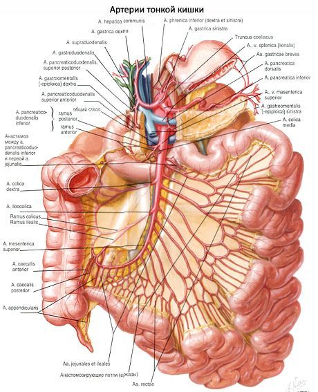Arterier av tynntarmen