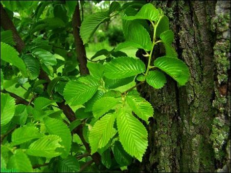 Glatt Elm