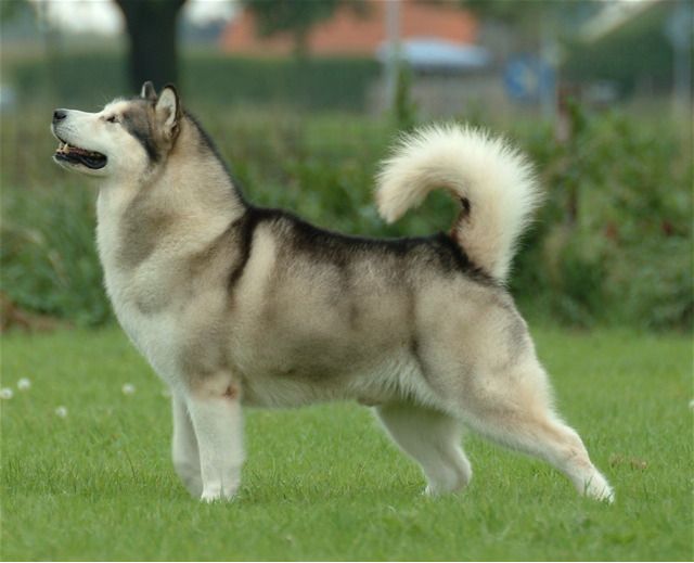 Kjempestor Alaskan Malamute