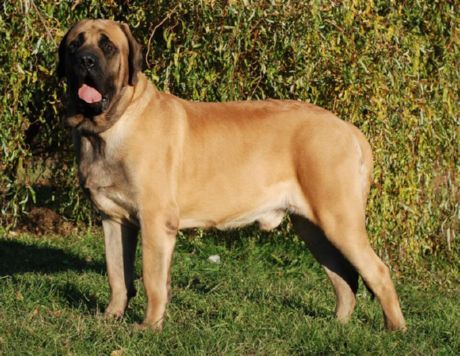 Gammel engelsk mastiff