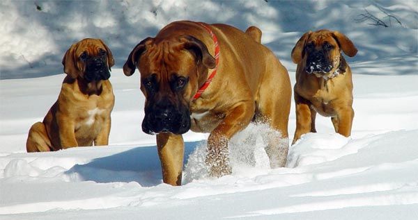 Sørafrikansk mastiff eller boerboel