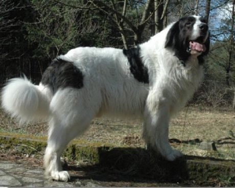Pyreneisk mastiff