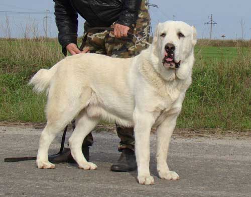 Sentralasiatisk gjeterhund