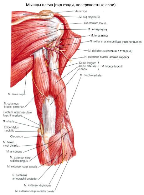 Ulnar muskelen