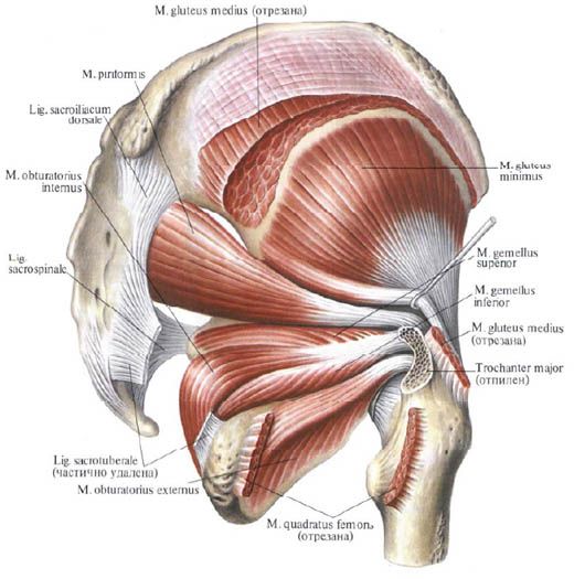 Glutealmusklene (gluteus medius)