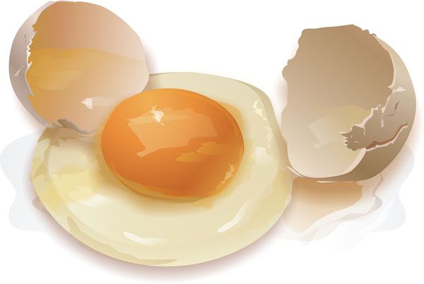 virkningen av egg dietten