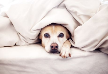 Introduksjon av en hund til en nyfødt baby